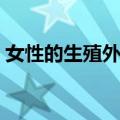 女性的生殖外观真人照片（女性的生殖外观）