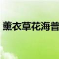 薰衣草花海普罗旺斯（普罗旺斯薰衣草花语）