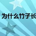 为什么竹子长得特别快（竹子为什么长得快）