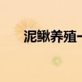 泥鳅养殖一亩多少苗（泥鳅养殖一亩）