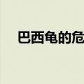 巴西龟的危害生态平衡（巴西龟的危害）