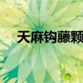 天麻钩藤颗粒（关于天麻钩藤颗粒简介）