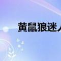 黄鼠狼迷人是什么情况（黄鼠狼迷人）