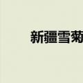 新疆雪菊泡水什么颜色（新疆雪菊）