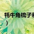 牦牛角梳子和白水牛角梳子哪个好（牦牛角梳）