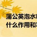 蒲公英泡水喝竟有6个害处（蒲公英泡水喝有什么作用和功效）