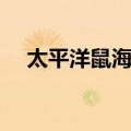 太平洋鼠海豚（关于太平洋鼠海豚简介）