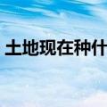 土地现在种什么赚钱（红土地种什么最赚钱）