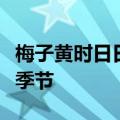 梅子黄时日日晴小溪泛尽却山行的意思是什么季节