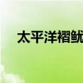 太平洋褶鱿鱼（关于太平洋褶鱿鱼简介）
