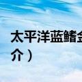 太平洋蓝鳍金枪鱼（关于太平洋蓝鳍金枪鱼简介）