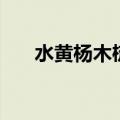 水黄杨木梳子有什么缺点（水黄杨木）