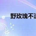 野玫瑰不流泪的意思（野玫瑰不流泪）