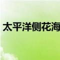 太平洋侧花海葵（关于太平洋侧花海葵简介）