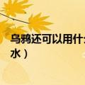 乌鸦还可以用什么办法喝到水（乌鸦还可以用什么方法喝到水）