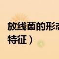 放线菌的形态特征及繁殖方式（放线菌的形态特征）