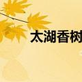 太湖香树湾（关于太湖香树湾简介）