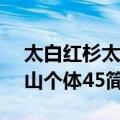 太白红杉太白山个体45（关于太白红杉太白山个体45简介）