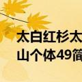 太白红杉太白山个体49（关于太白红杉太白山个体49简介）