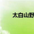 太白山野人（关于太白山野人简介）