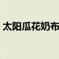 太阳瓜花奶布丁（关于太阳瓜花奶布丁简介）