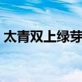 太青双上绿芽茶（关于太青双上绿芽茶简介）