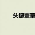 头穗薹草组（关于头穗薹草组简介）