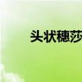头状穗莎草（关于头状穗莎草简介）