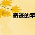 奇迹的苹果（关于奇迹的苹果简介）