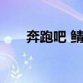 奔跑吧 鲭鱼（关于奔跑吧 鲭鱼简介）