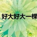 好大好大一棵树（关于好大好大一棵树简介）