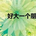 好大一个朋友（关于好大一个朋友简介）