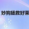 妙狗拯救好莱坞（关于妙狗拯救好莱坞简介）