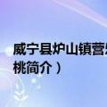 威宁县炉山镇营乐村泡核桃（关于威宁县炉山镇营乐村泡核桃简介）