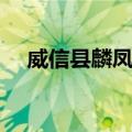 威信县麟凤镇（关于威信县麟凤镇简介）