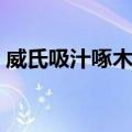 威氏吸汁啄木鸟（关于威氏吸汁啄木鸟简介）