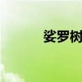 娑罗树王（关于娑罗树王简介）