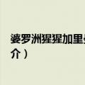 婆罗洲猩猩加里曼丹亚种（关于婆罗洲猩猩加里曼丹亚种简介）