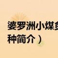婆罗洲小煤炱原变种（关于婆罗洲小煤炱原变种简介）