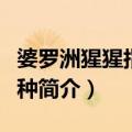 婆罗洲猩猩指名亚种（关于婆罗洲猩猩指名亚种简介）
