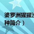 婆罗洲猩猩沙巴亚种（关于婆罗洲猩猩沙巴亚种简介）