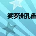 婆罗洲孔雀雉（关于婆罗洲孔雀雉简介）
