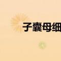 子囊母细胞（关于子囊母细胞简介）
