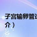 子宫输卵管造影术（关于子宫输卵管造影术简介）