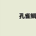 孔雀鲷鱼（关于孔雀鲷鱼简介）