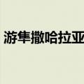 游隼撒哈拉亚种（关于游隼撒哈拉亚种介绍）