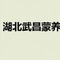 湖北武昌蒙养院（关于湖北武昌蒙养院介绍）