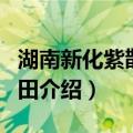 湖南新化紫鹊界梯田（关于湖南新化紫鹊界梯田介绍）