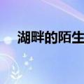 湖畔的陌生人（关于湖畔的陌生人介绍）