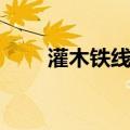 灌木铁线莲（关于灌木铁线莲介绍）